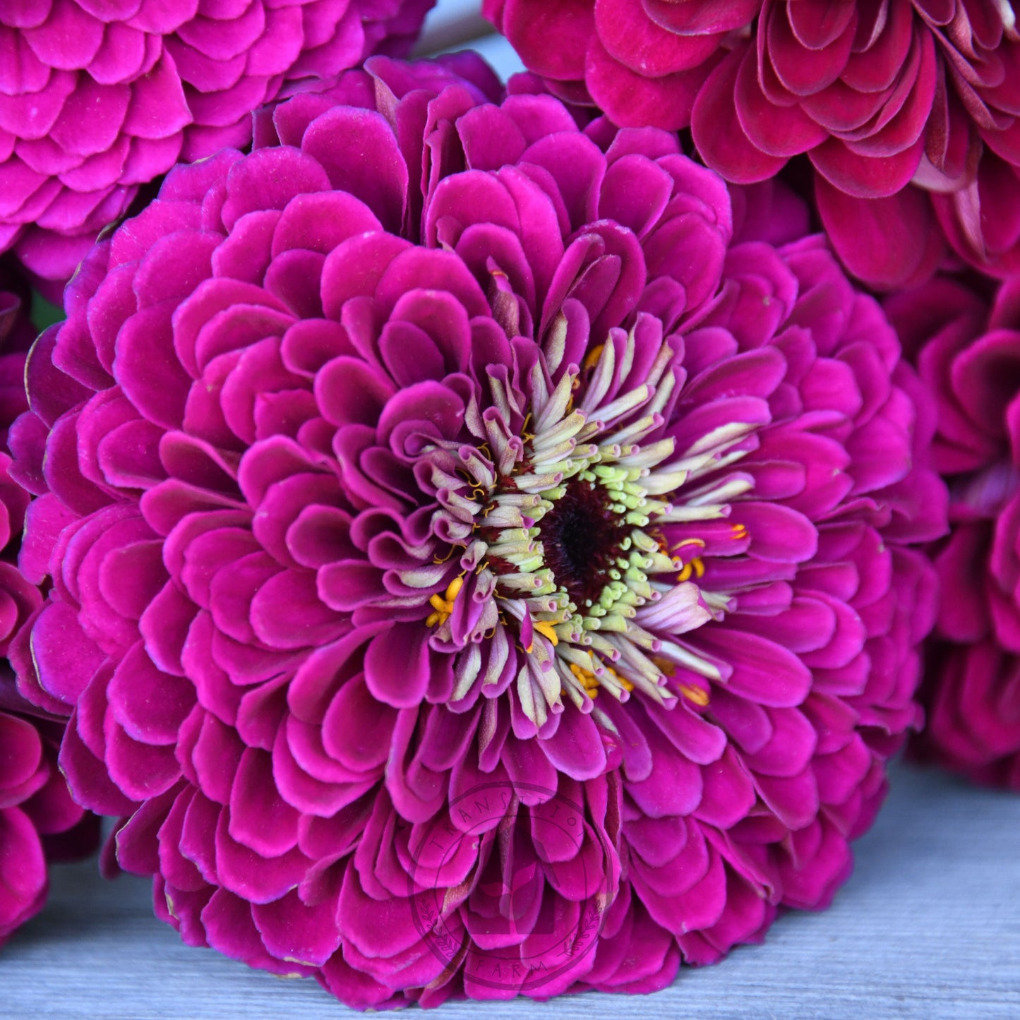 Close-up of vibrant pink flowers with a soft focus effect
