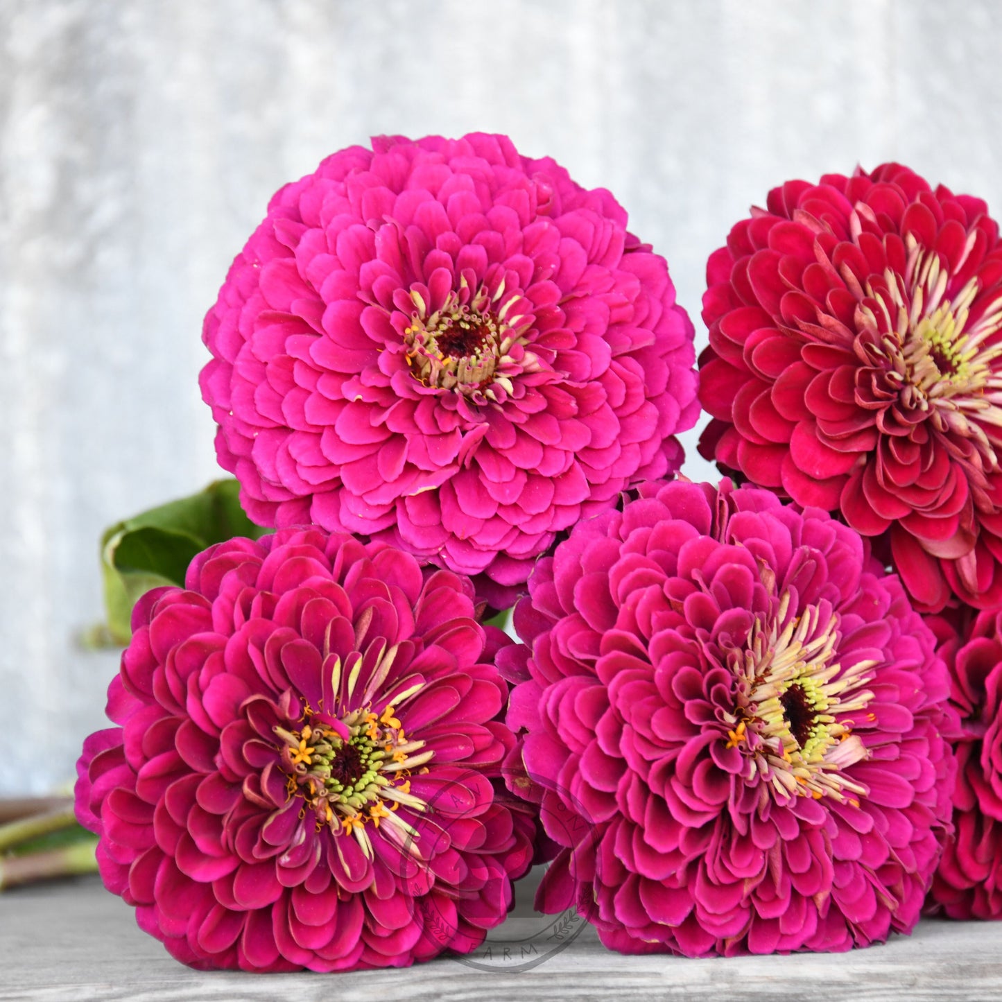 Four bright pink flowers with yellow centers on a wooden surface.