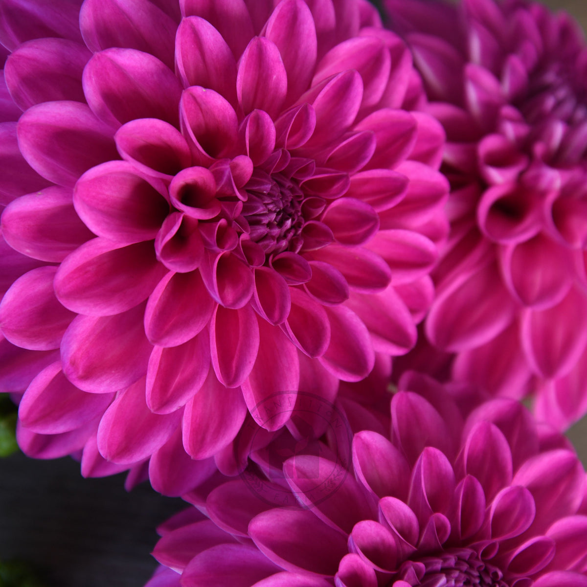 Dahlia 'Glenmarc Challenger'
