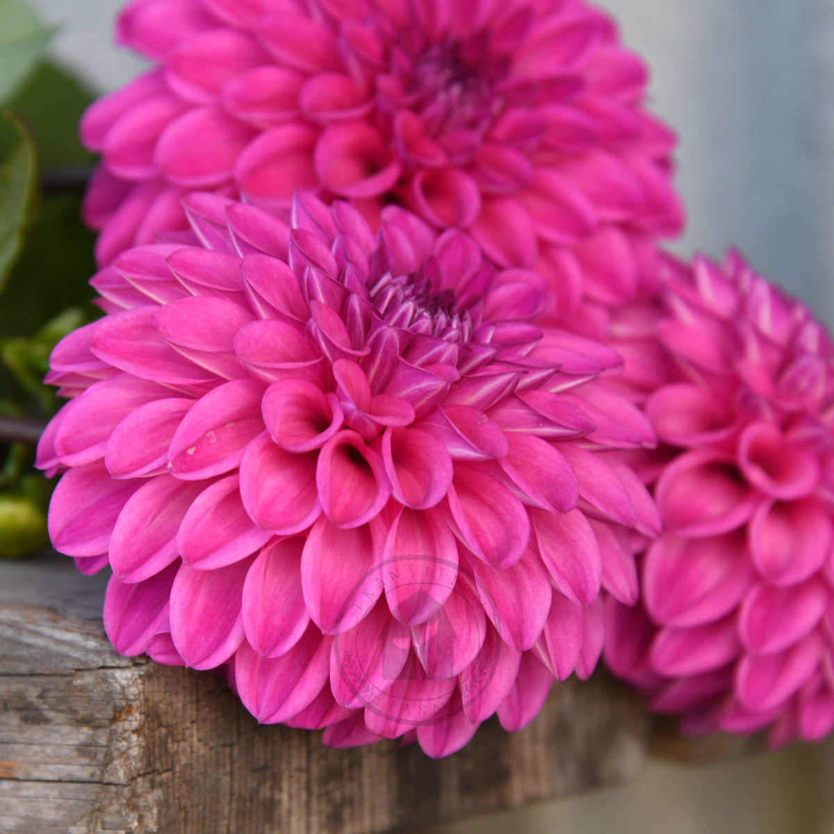 Dahlia 'Glenmarc Challenger'