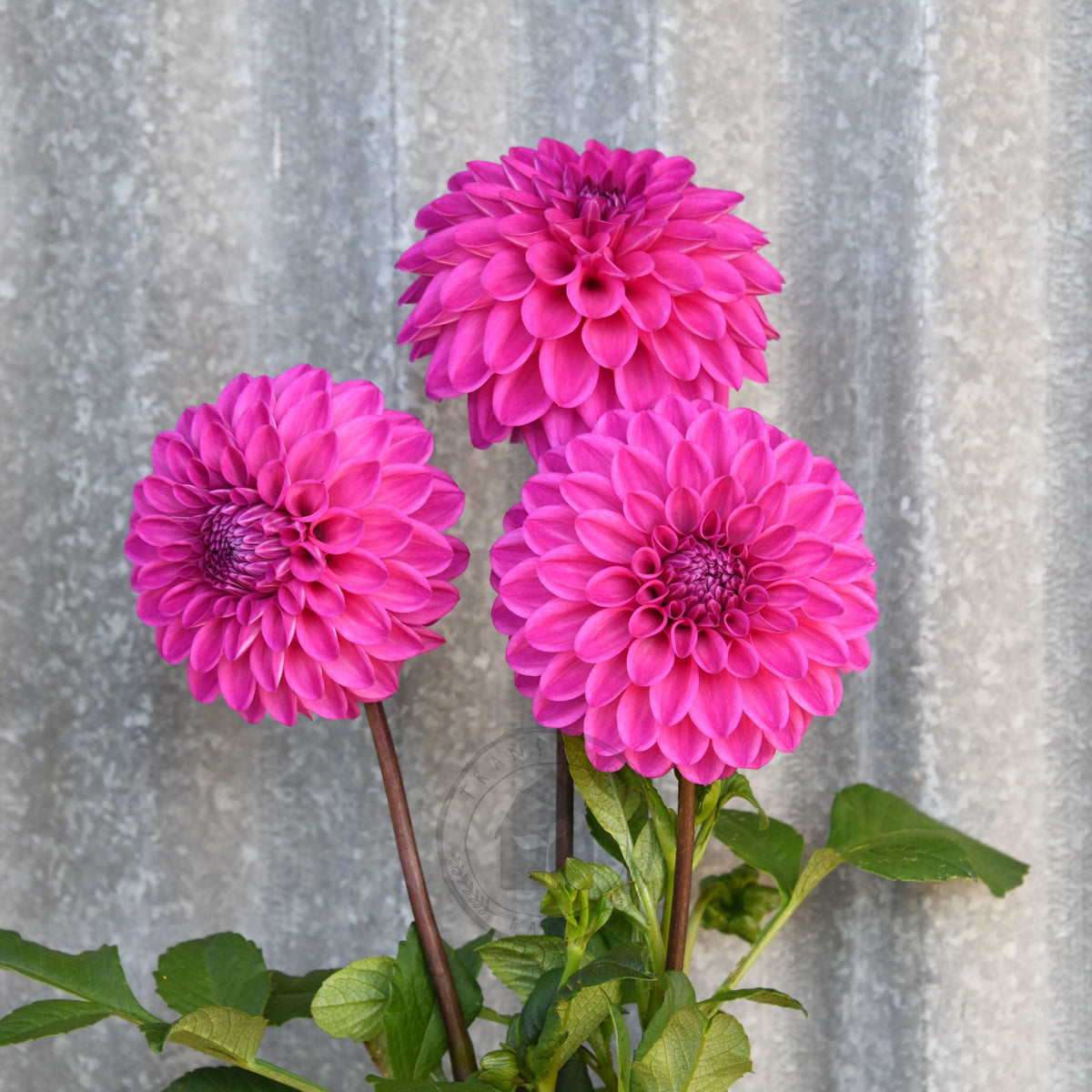 Dahlia 'Glenmarc Challenger'