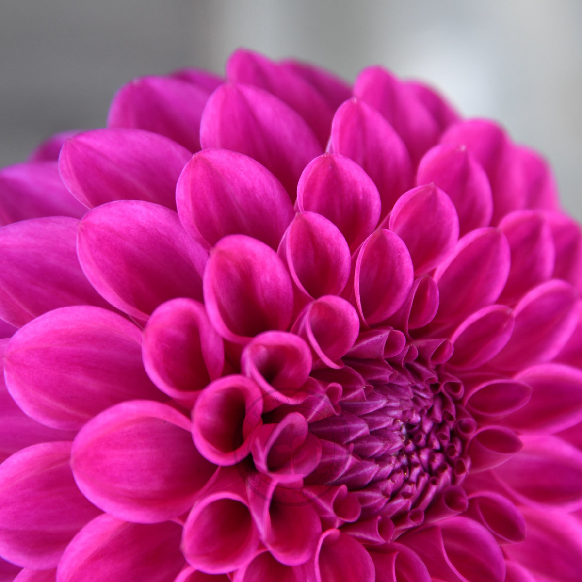 Dahlia 'Glenmarc Challenger'