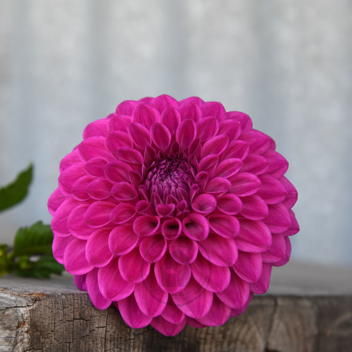 Dahlia 'Glenmarc Challenger'