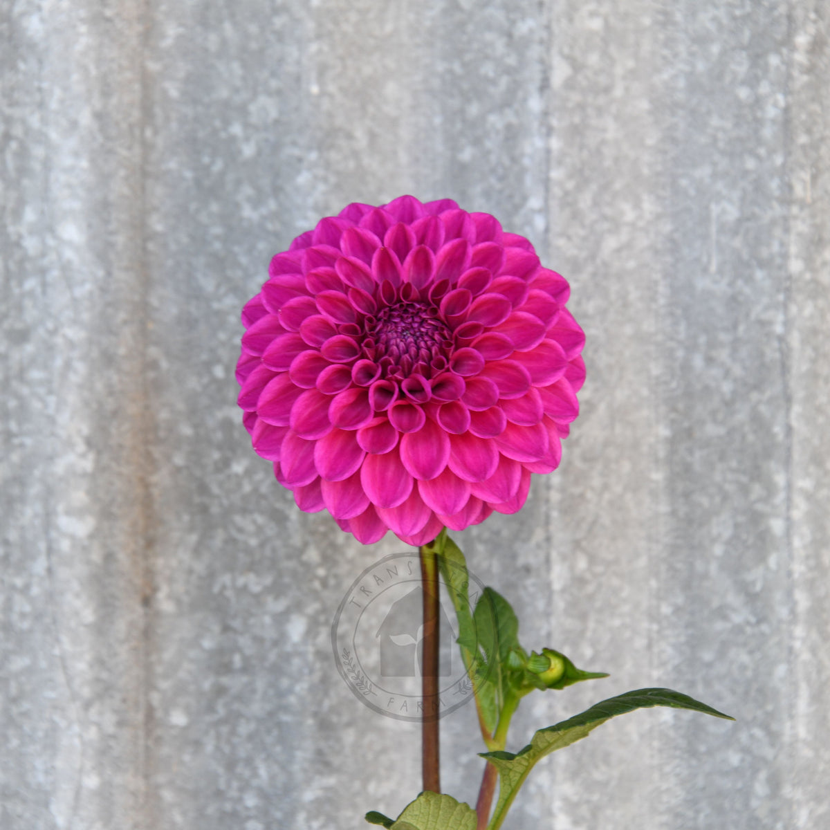Dahlia 'Glenmarc Challenger'