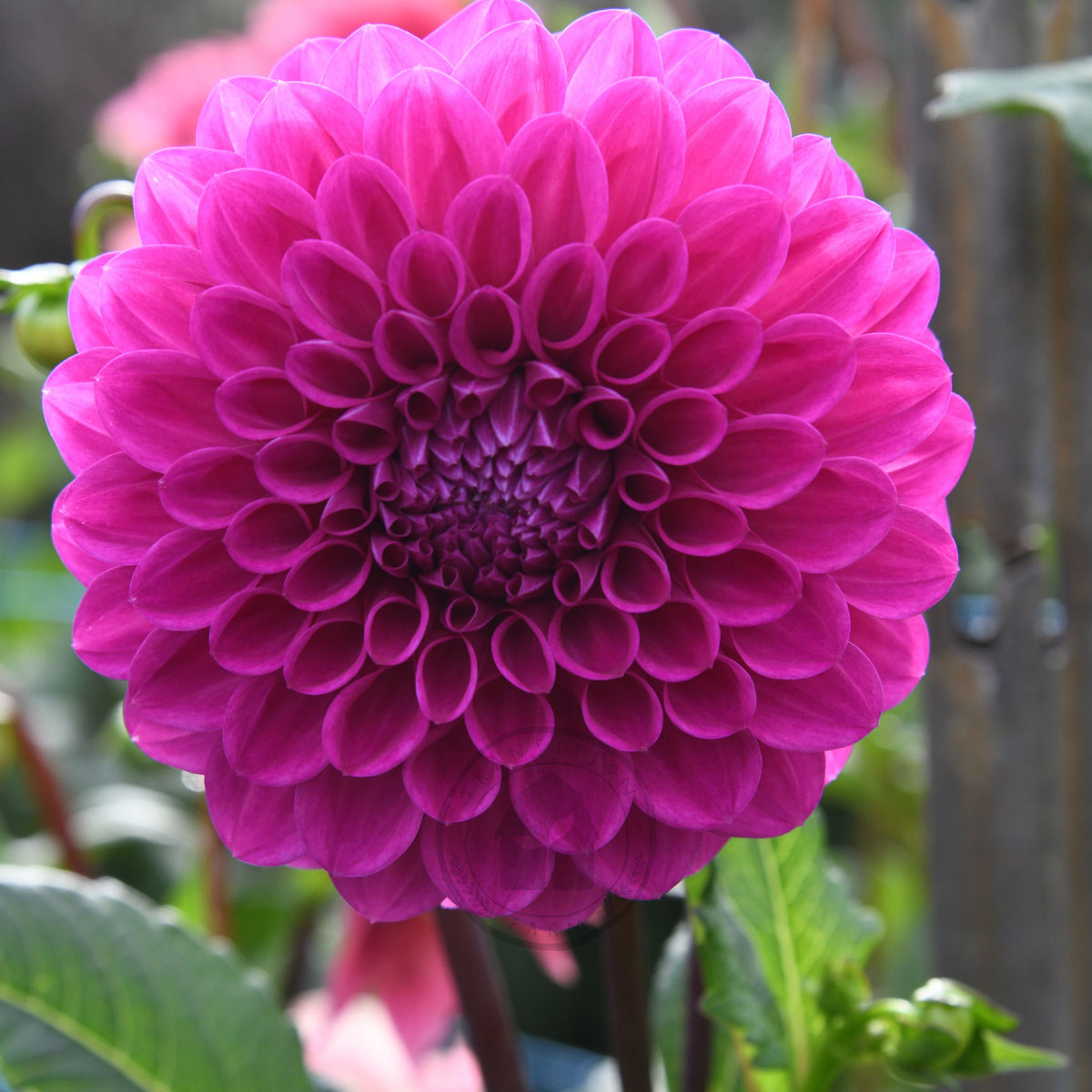 Dahlia 'Glenmarc Challenger'