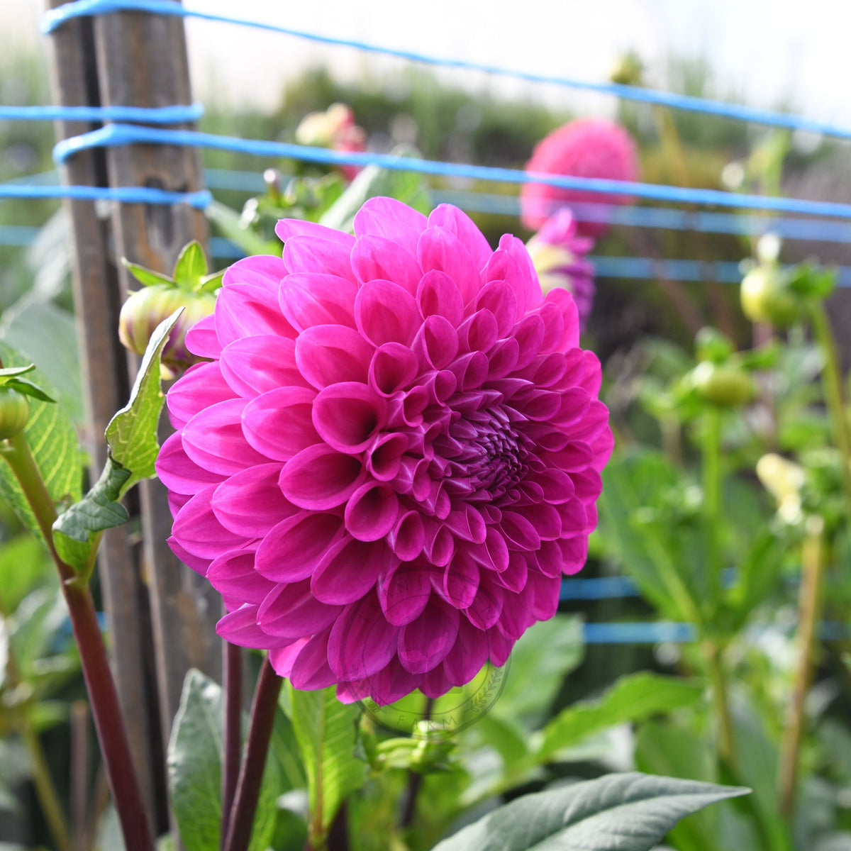 Dahlia 'Glenmarc Challenger'