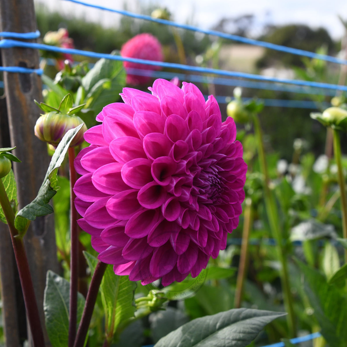 Dahlia 'Glenmarc Challenger'