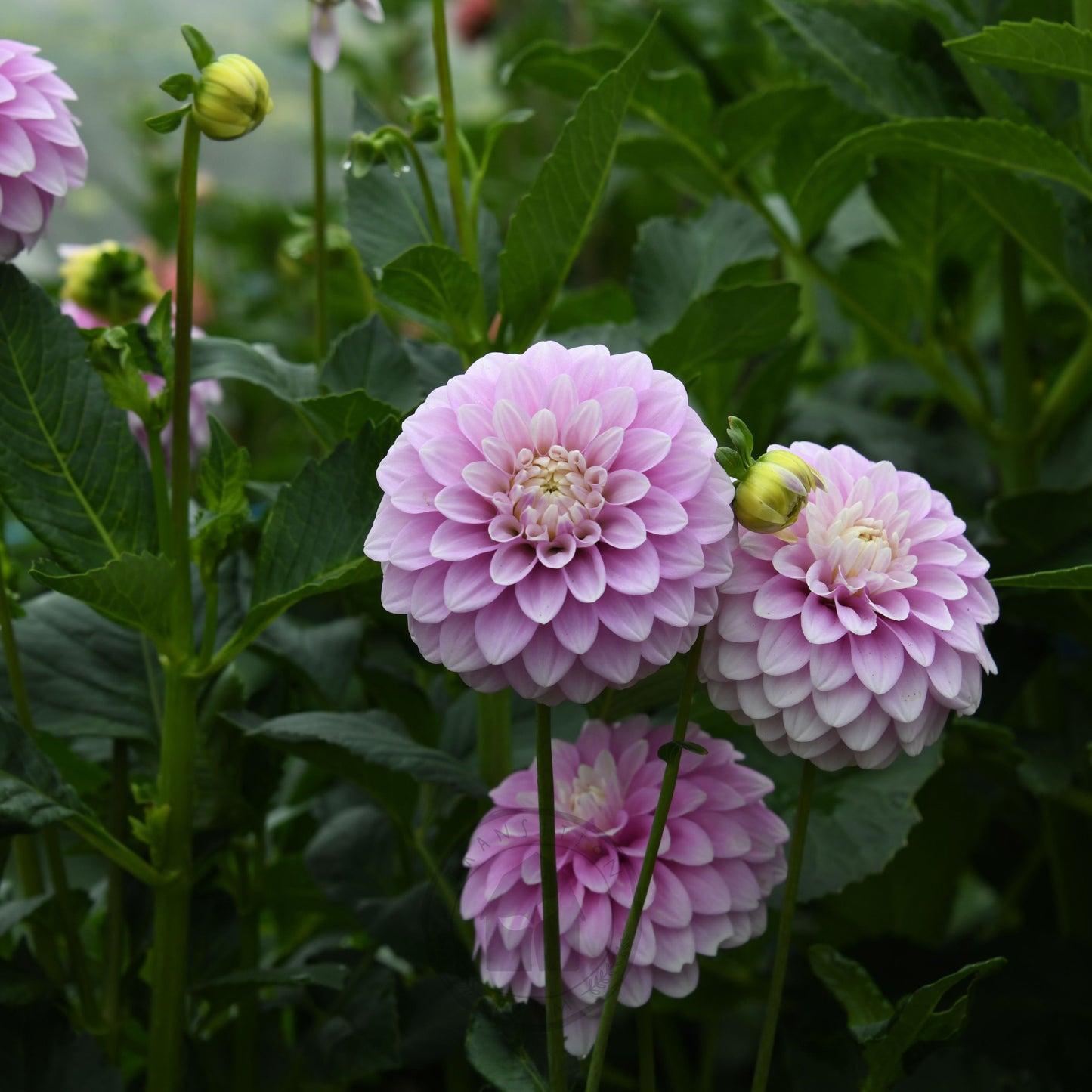 Dahlia 'Glenmarc Margaret'