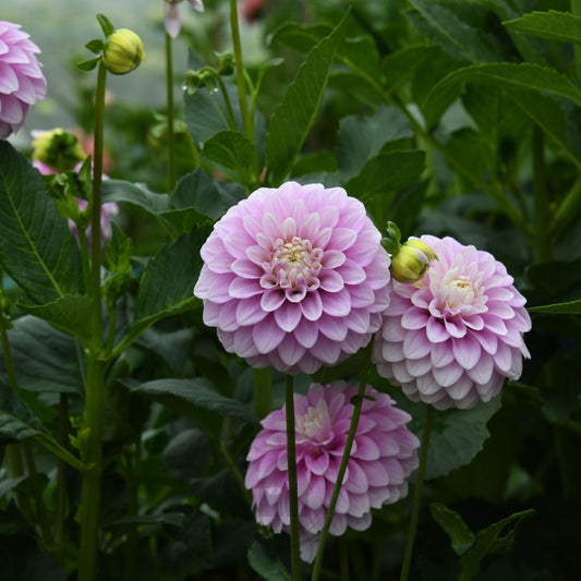 Dahlia 'Glenmarc Margaret'