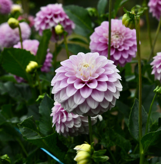 Dahlia 'Glenmarc Margaret'