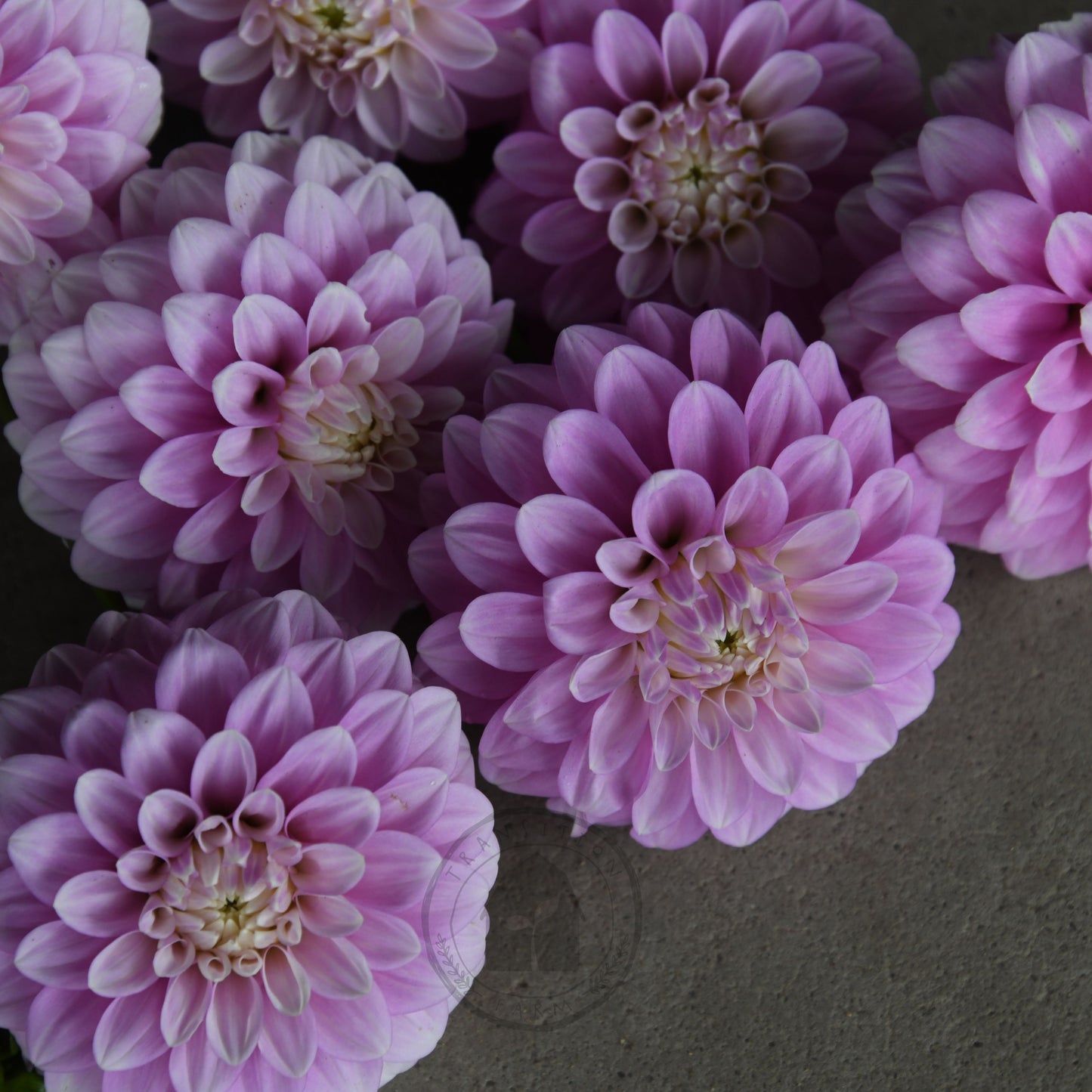 Dahlia 'Glenmarc Margaret'