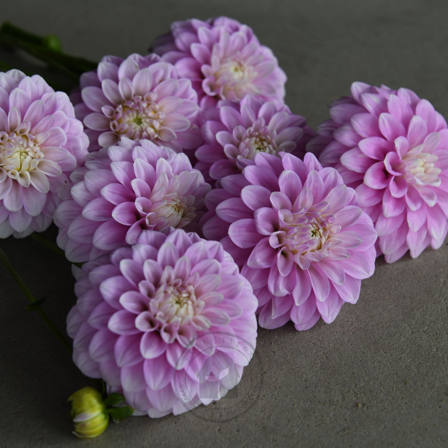 Dahlia 'Glenmarc Margaret'