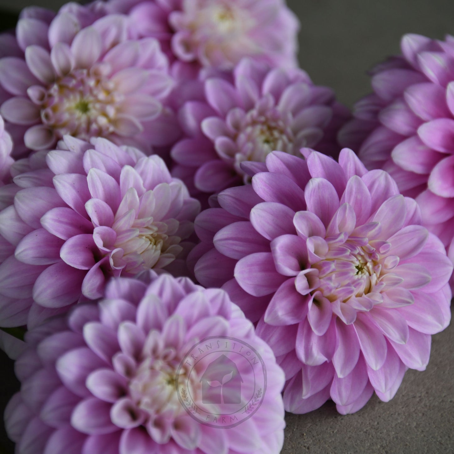 Dahlia 'Glenmarc Margaret'