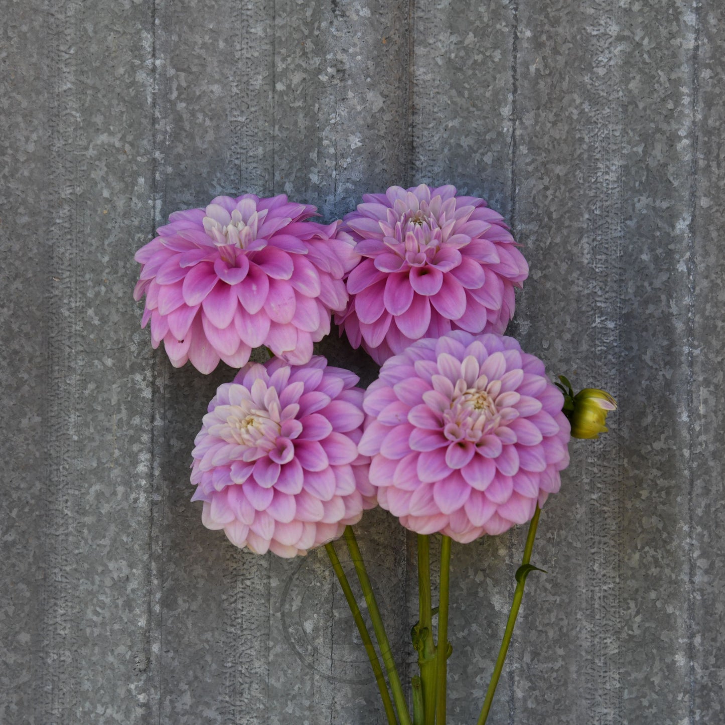Dahlia 'Glenmarc Margaret'