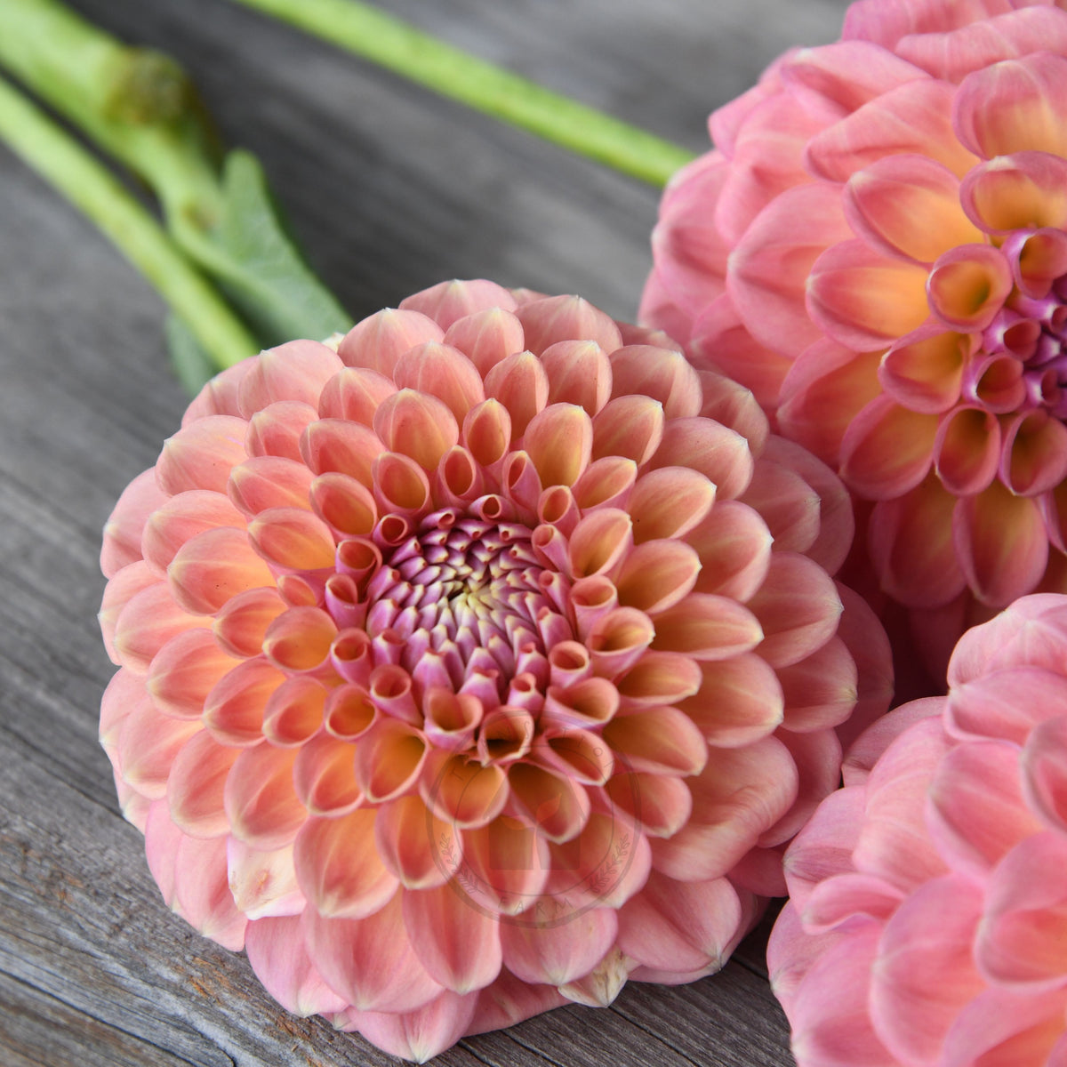 Dahlia 'Glenmarc Sophie'