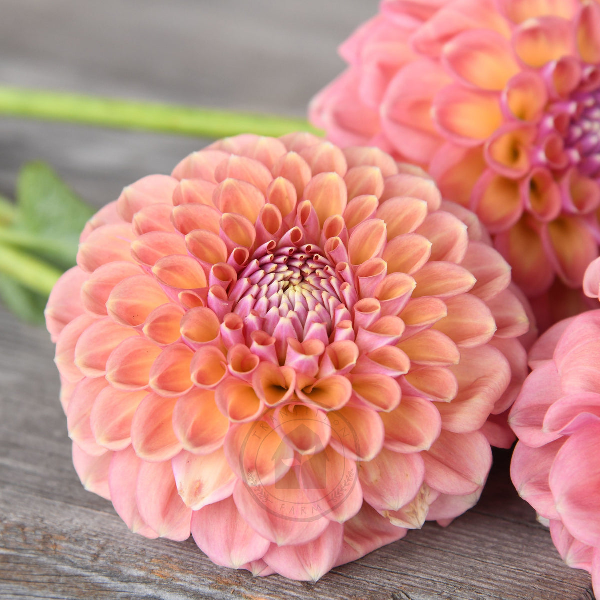 Dahlia 'Glenmarc Sophie'
