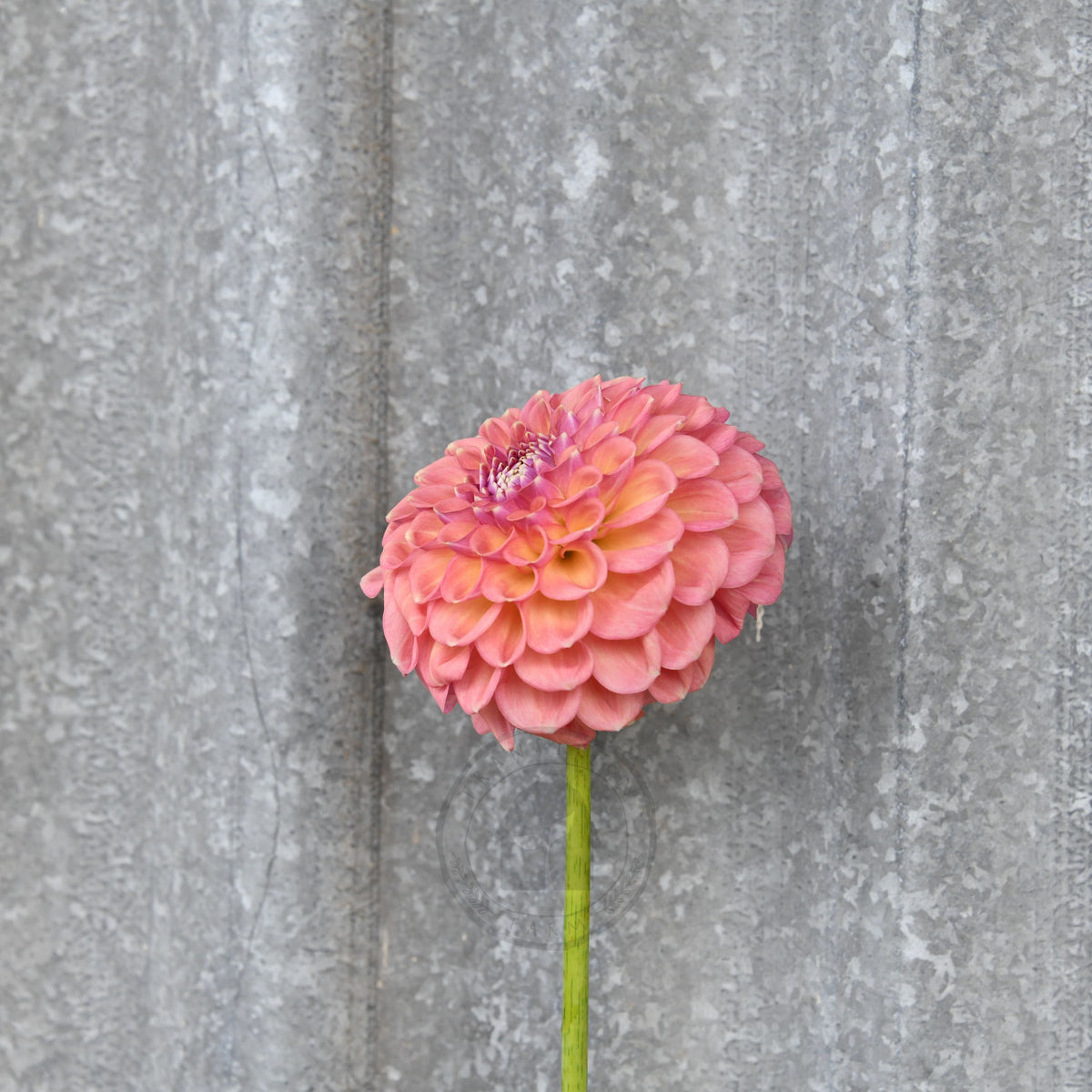 Dahlia 'Glenmarc Sophie'