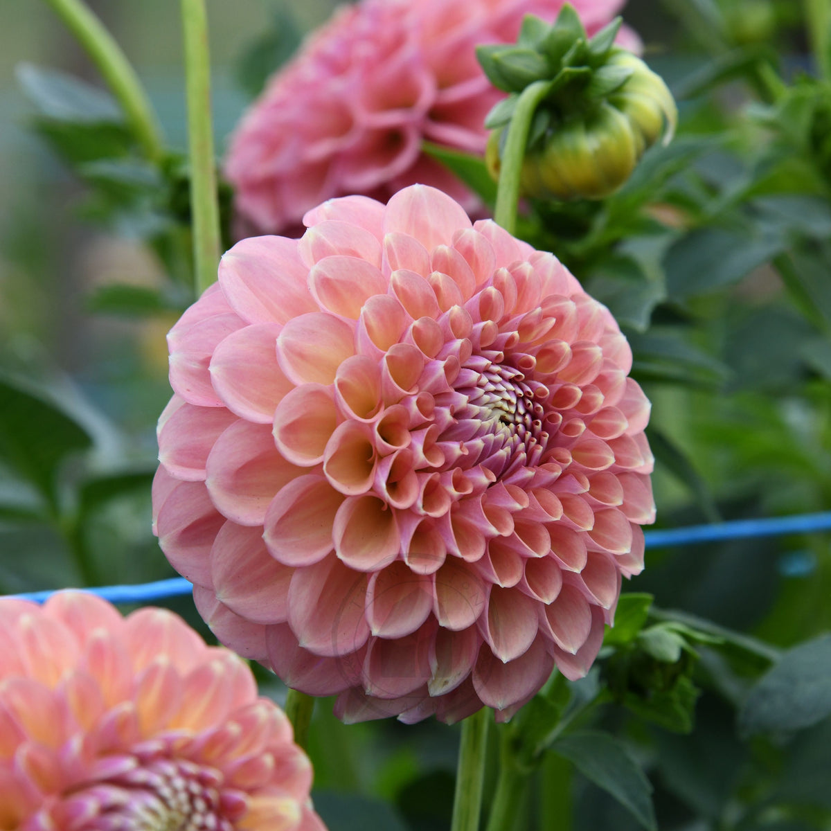 Dahlia 'Glenmarc Sophie'