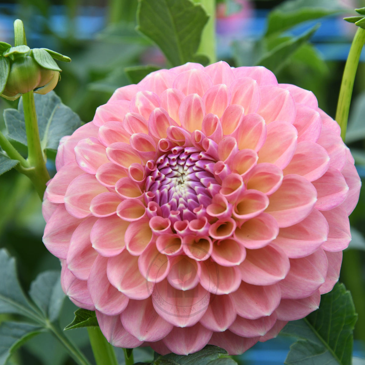 Dahlia 'Glenmarc Sophie'