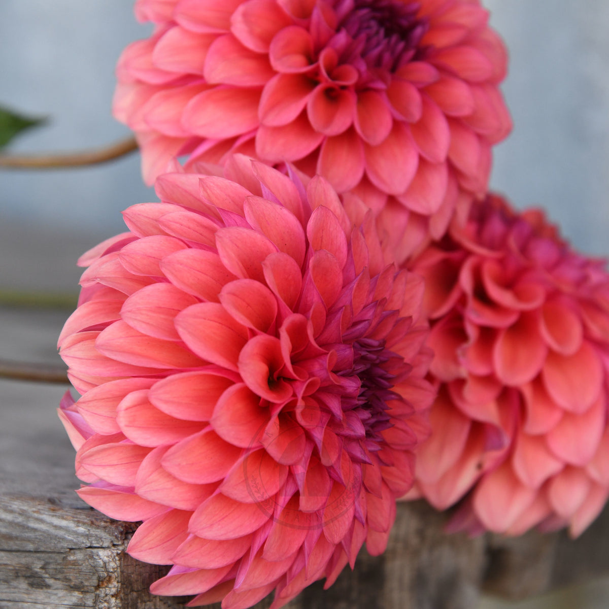 Dahlia 'Gosia Fruit Tingle'