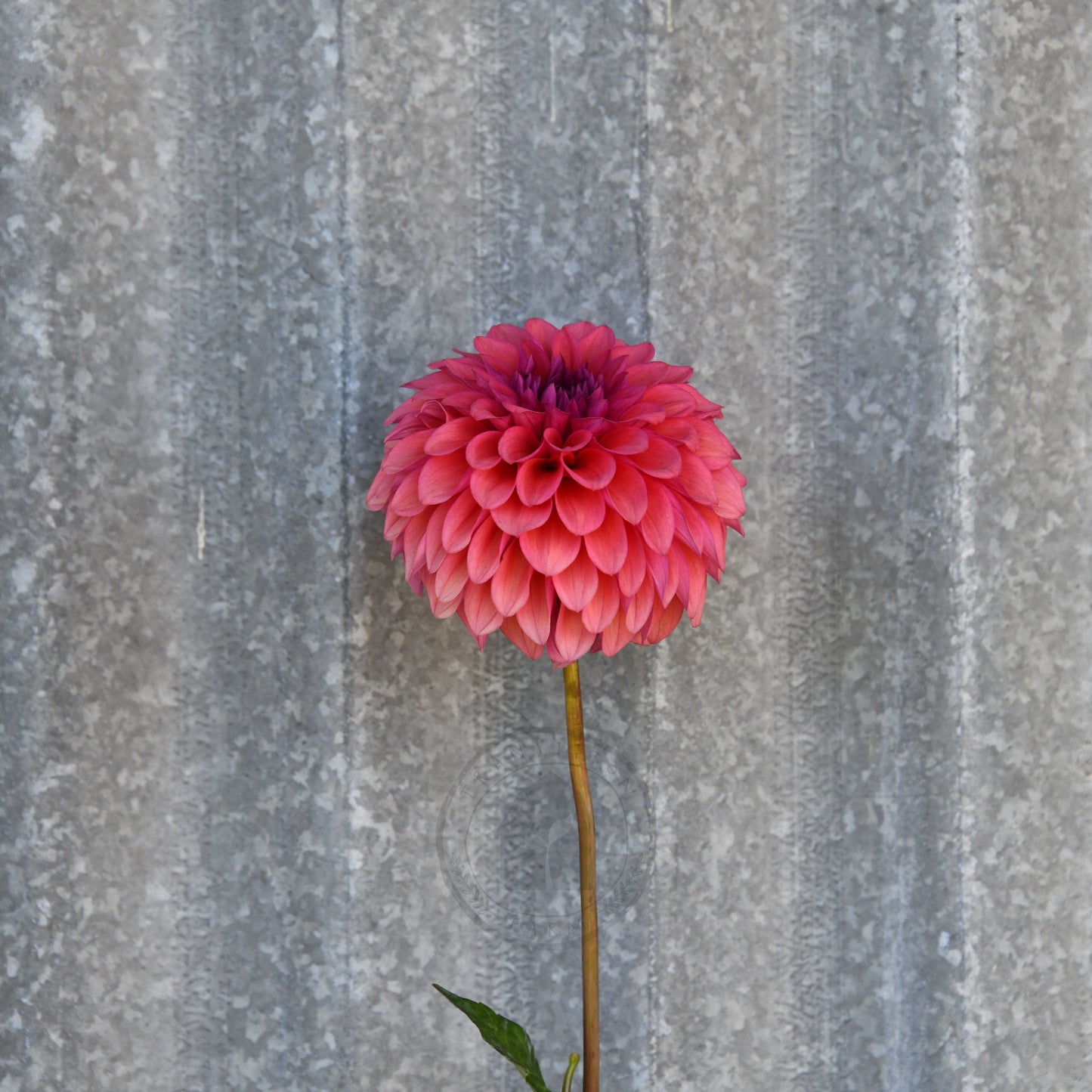 Dahlia 'Gosia Fruit Tingle'