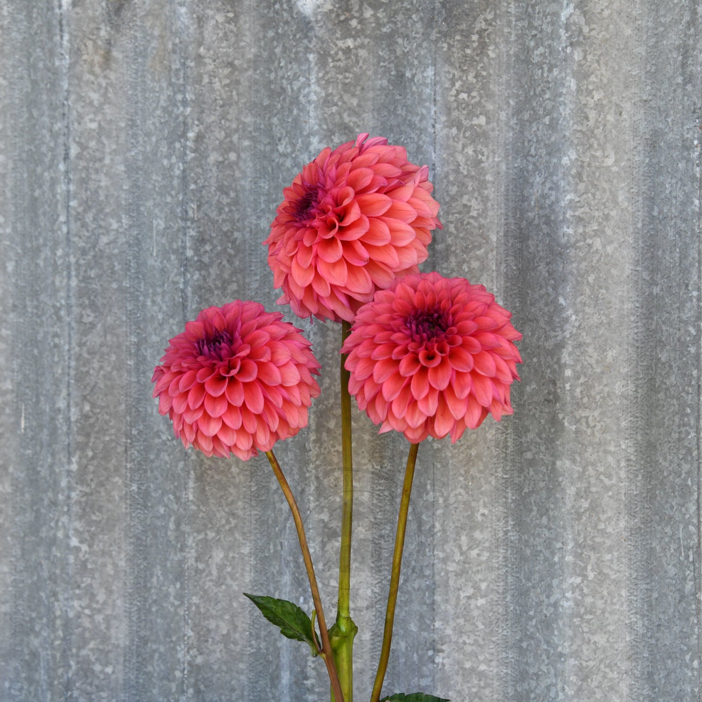 Dahlia 'Gosia Fruit Tingle'