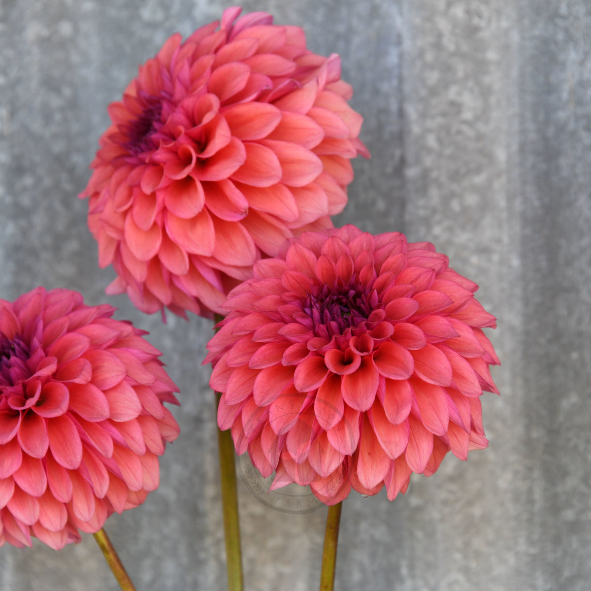Dahlia 'Gosia Fruit Tingle'