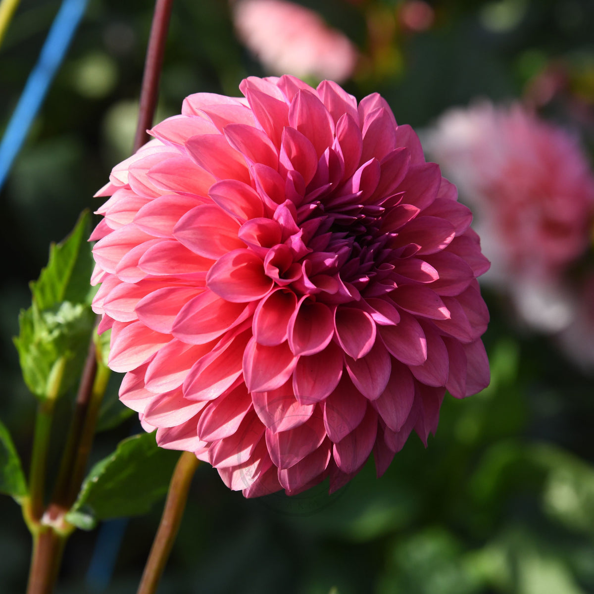 Dahlia 'Gosia Fruit Tingle'