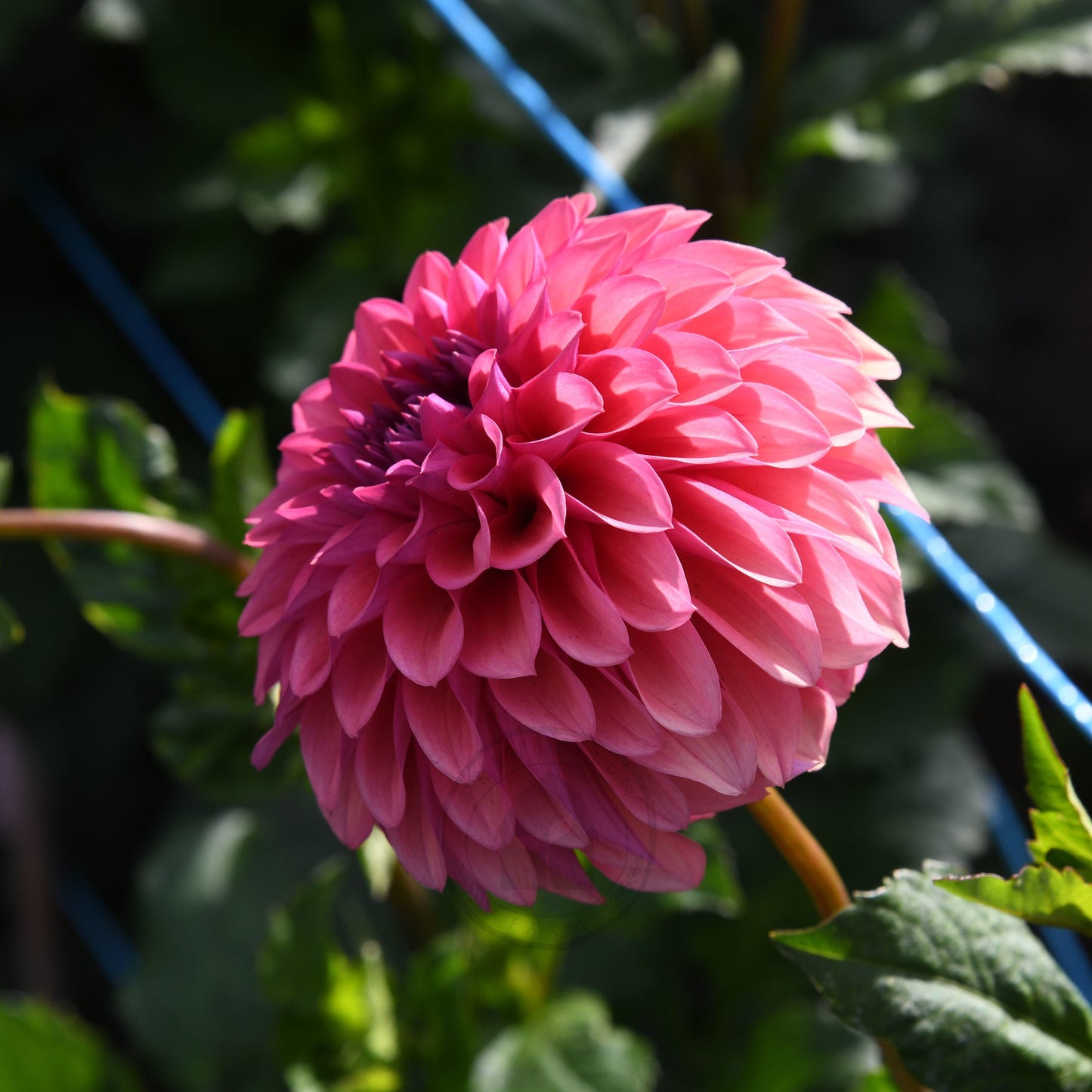 Dahlia 'Gosia Fruit Tingle'