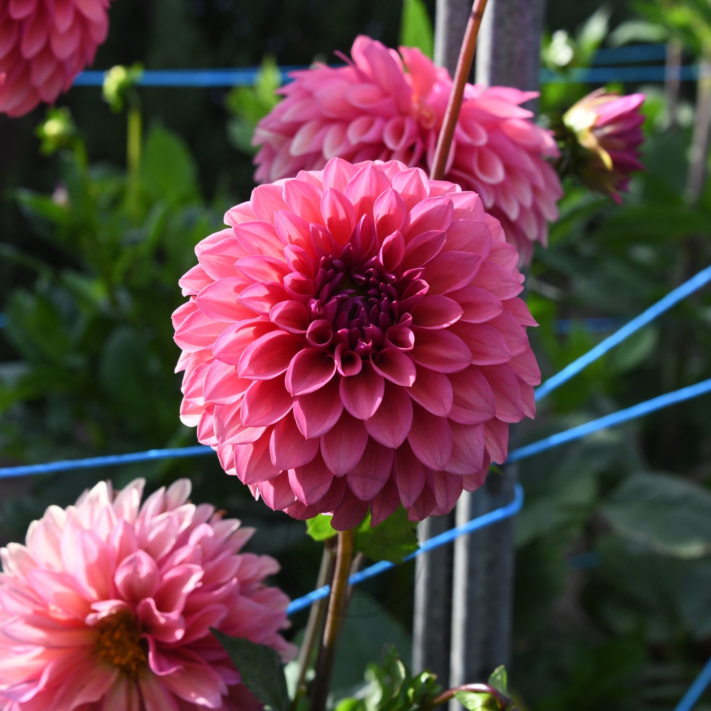 Dahlia 'Gosia Fruit Tingle'