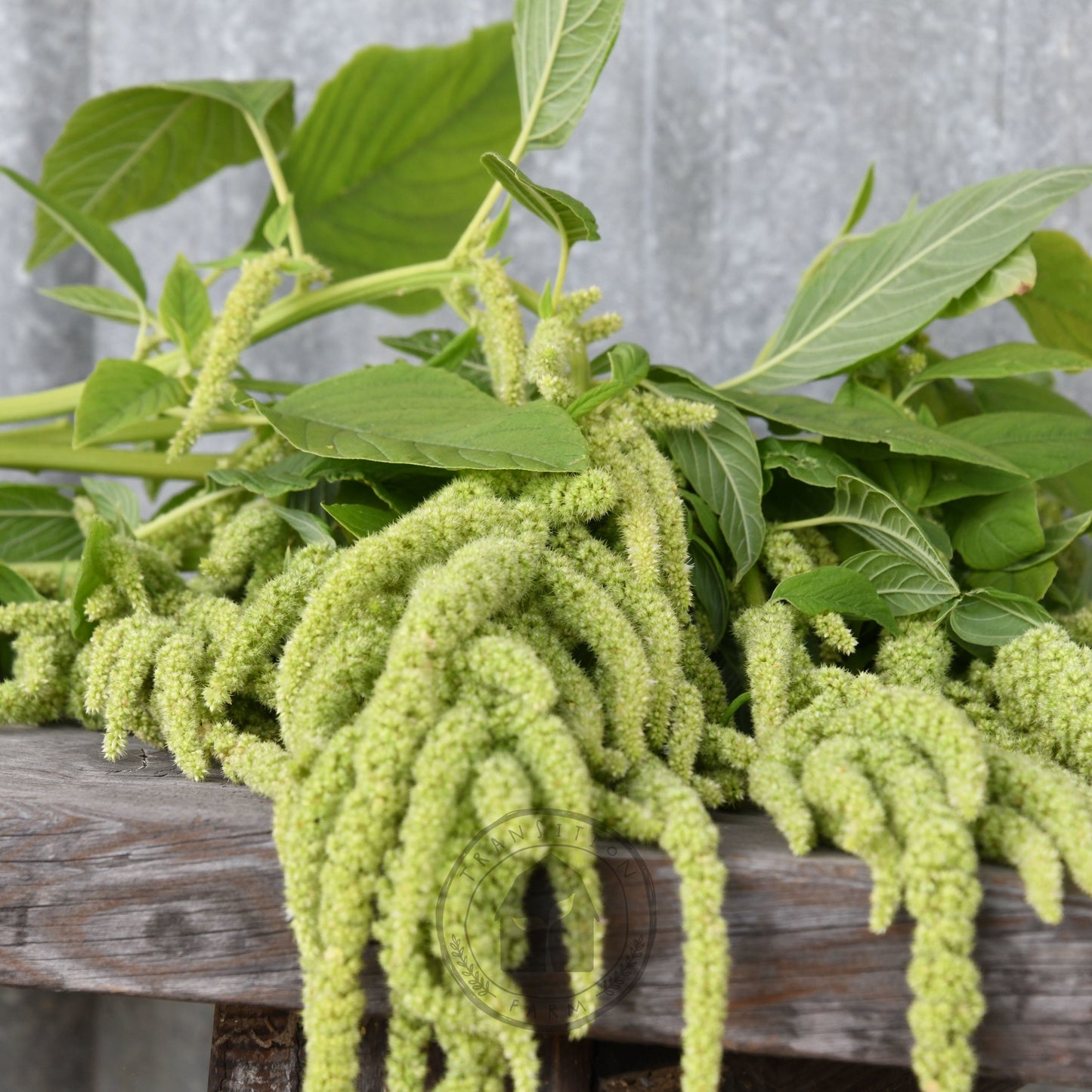 Amaranth 'Green Tails'