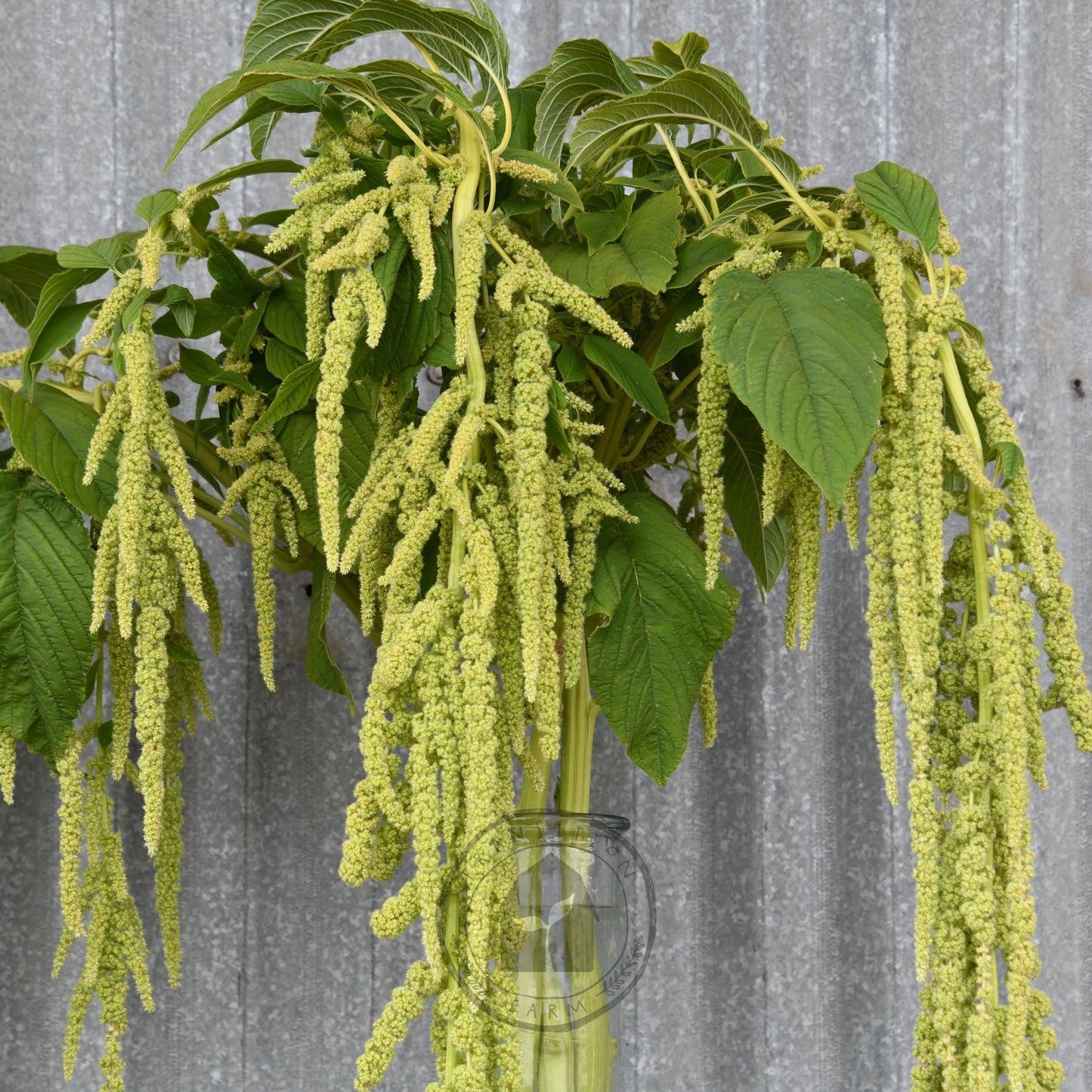 Amaranth 'Green Tails'
