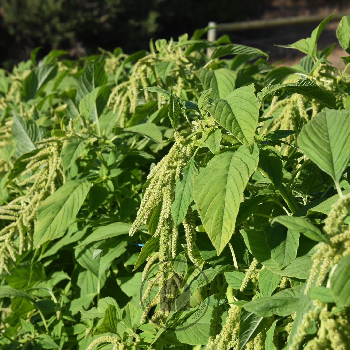 Amaranth 'Green Tails'
