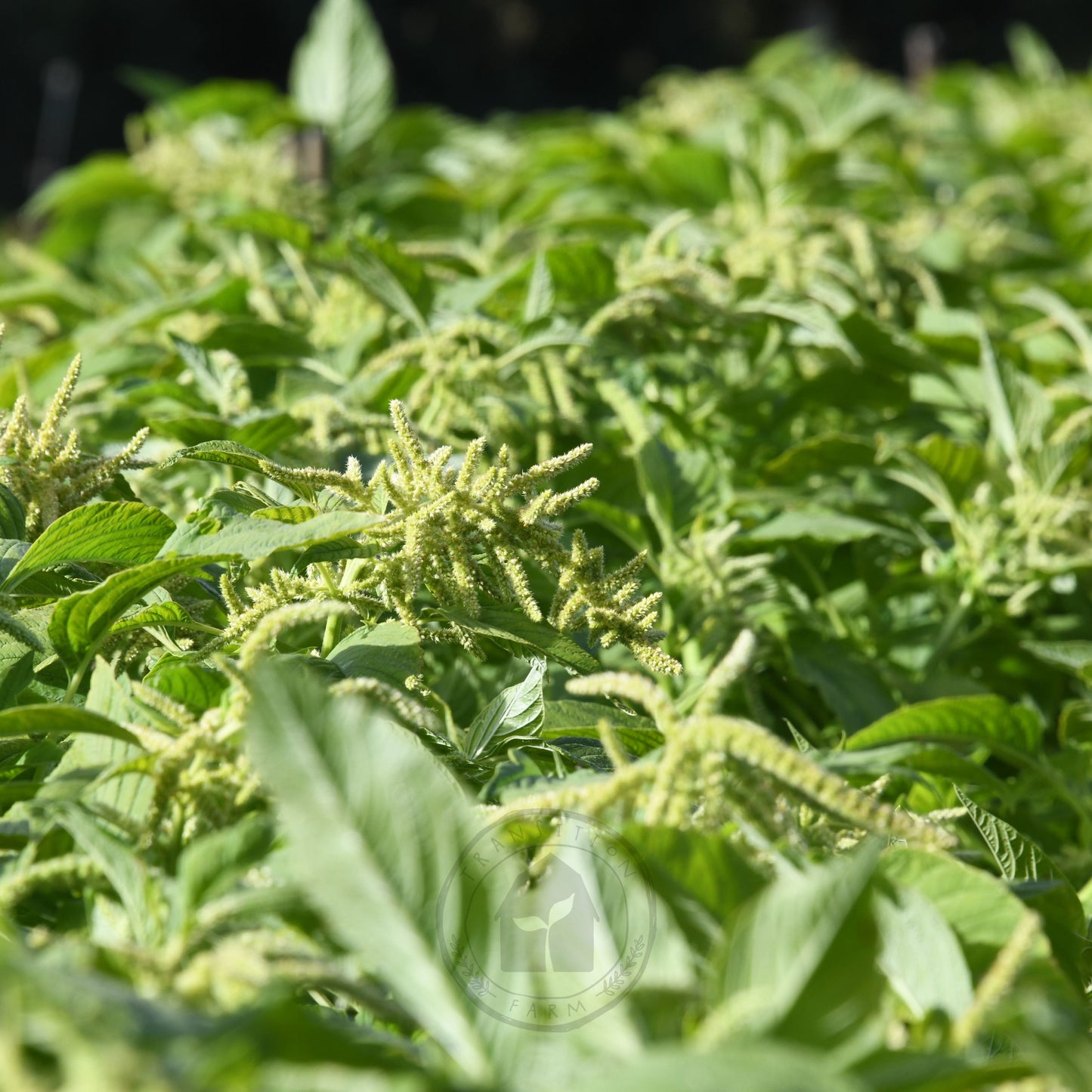 Amaranth 'Green Tails'