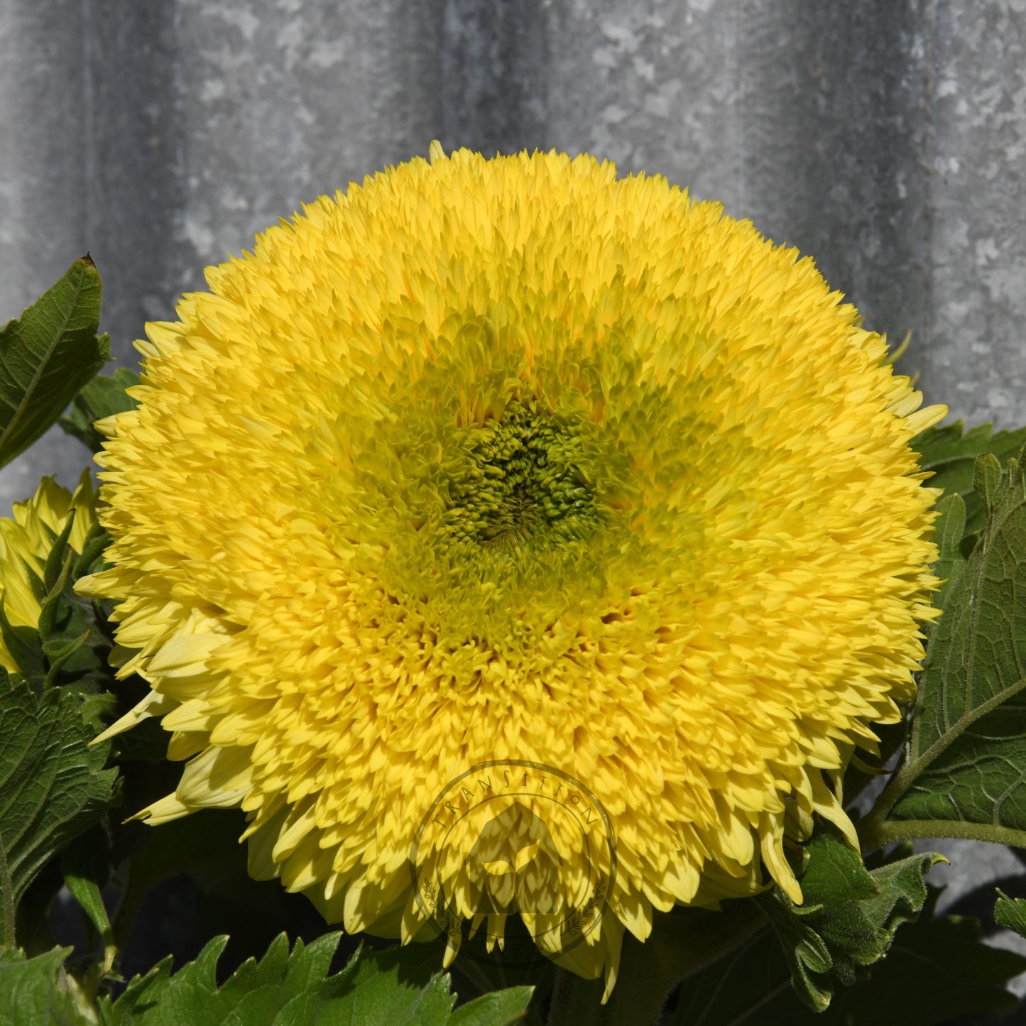 Sunflower 'Gummy Bear'