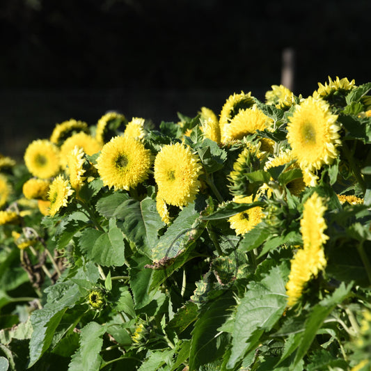 Sunflower 'Gummy Bear'