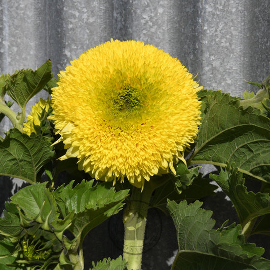Sunflower 'Gummy Bear'