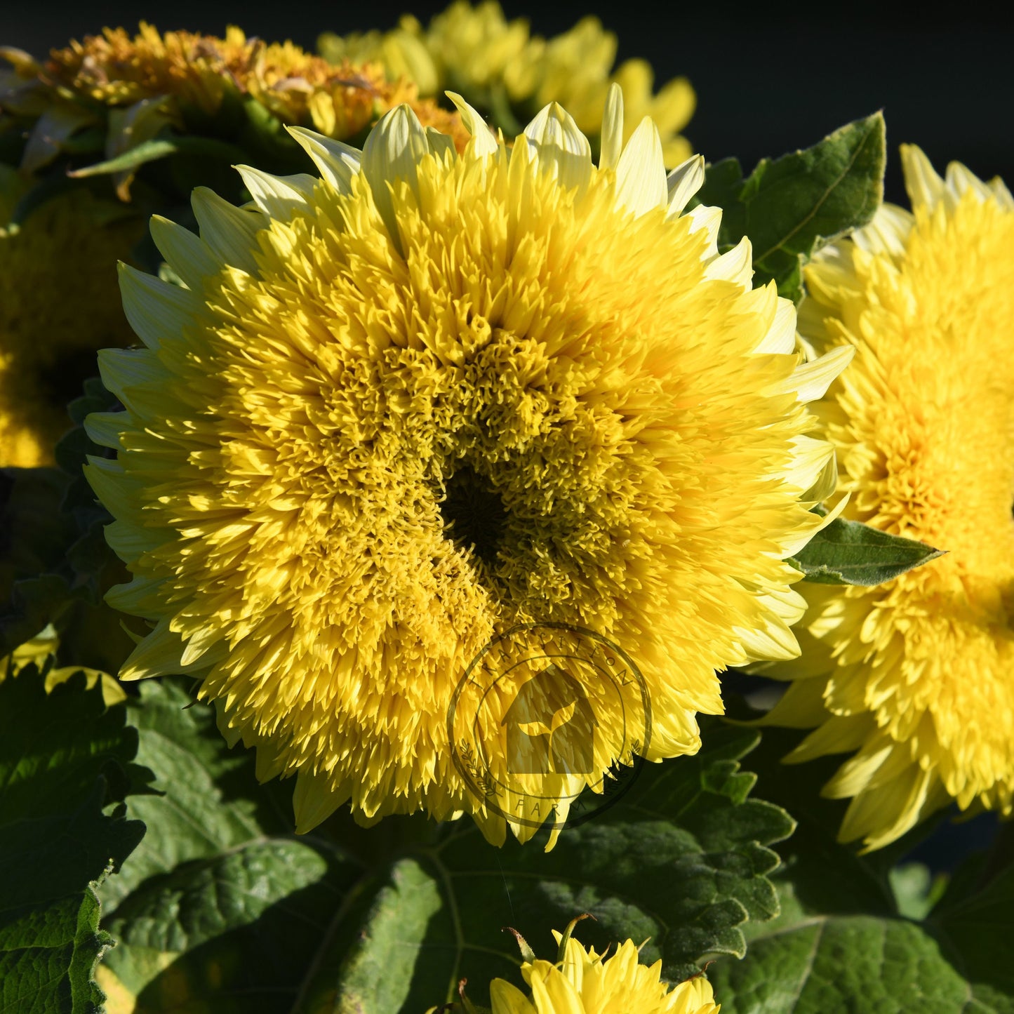 Sunflower 'Gummy Bear'
