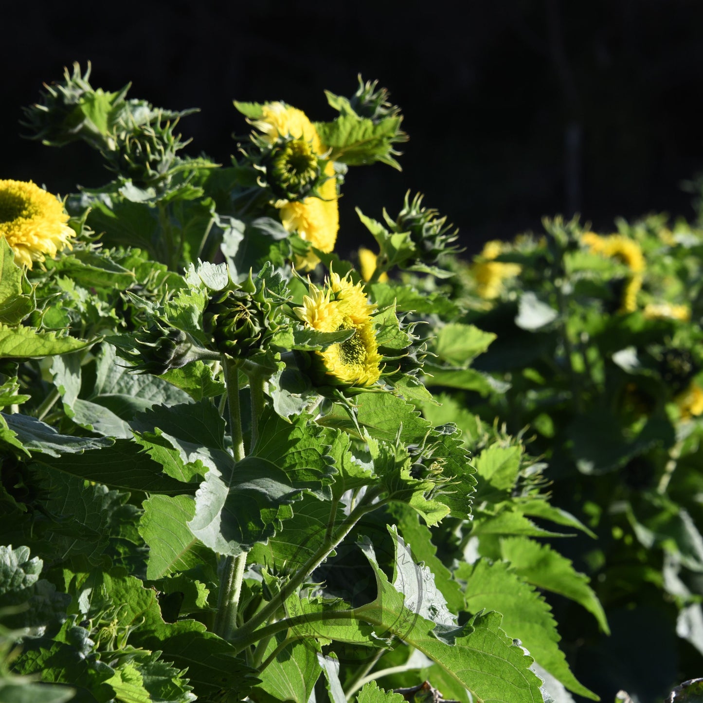 Sunflower 'Gummy Bear'