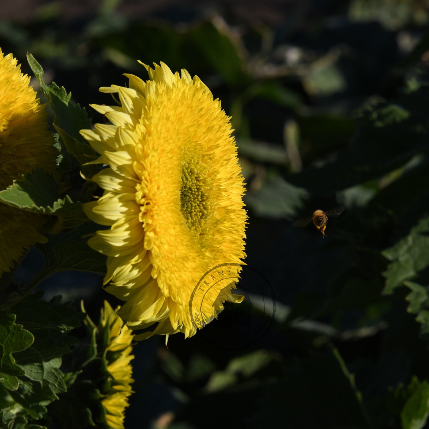 Sunflower 'Gummy Bear'