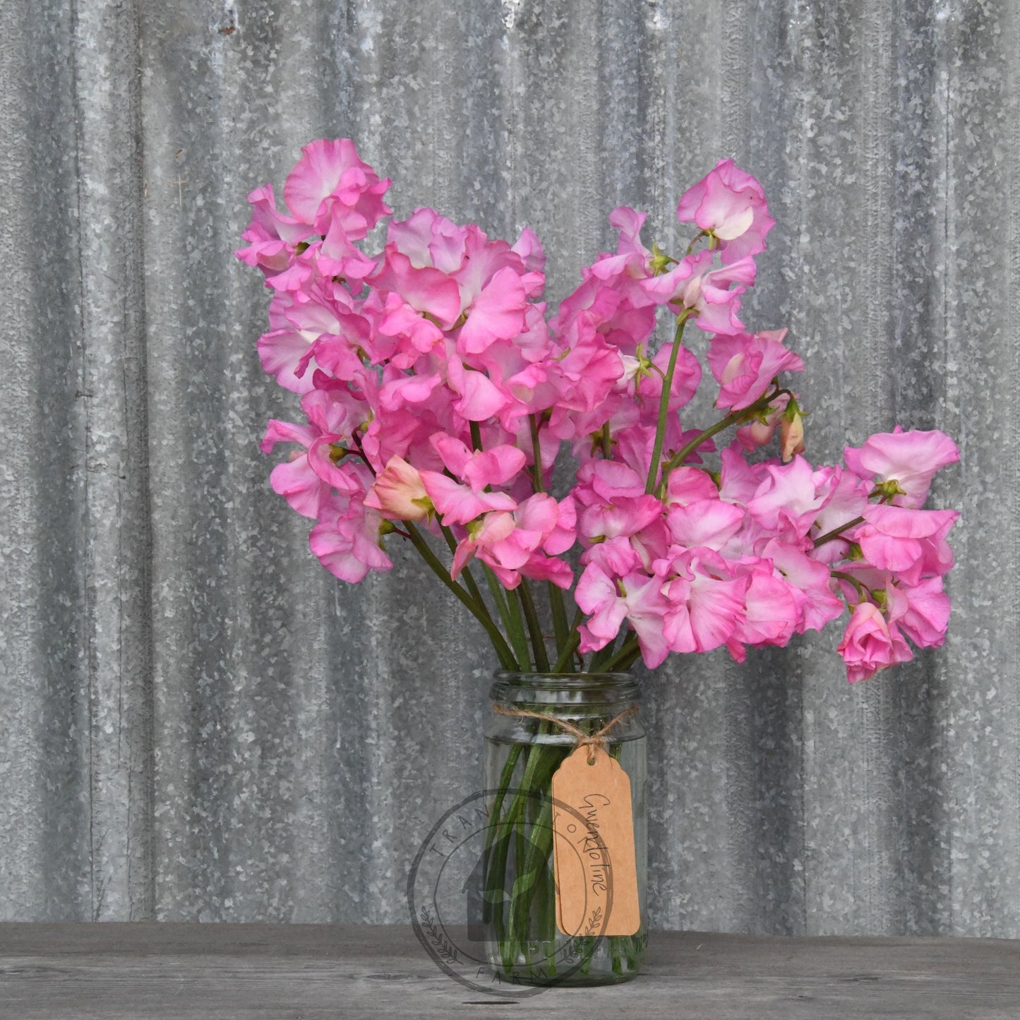 Sweet Pea 'Gwendoline'