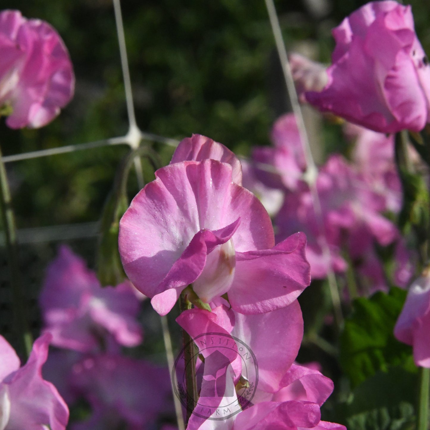 Sweet Pea 'Gwendoline'