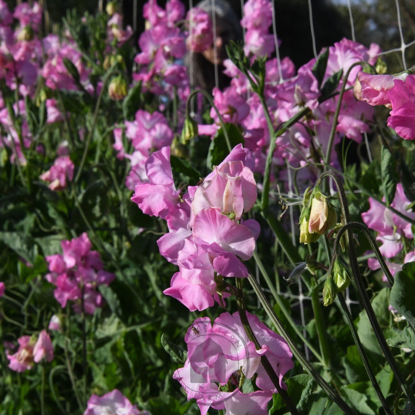 Sweet Pea 'Gwendoline'