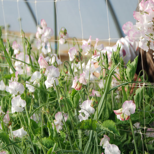 Person tending to pink and white flowers in a greenhouse