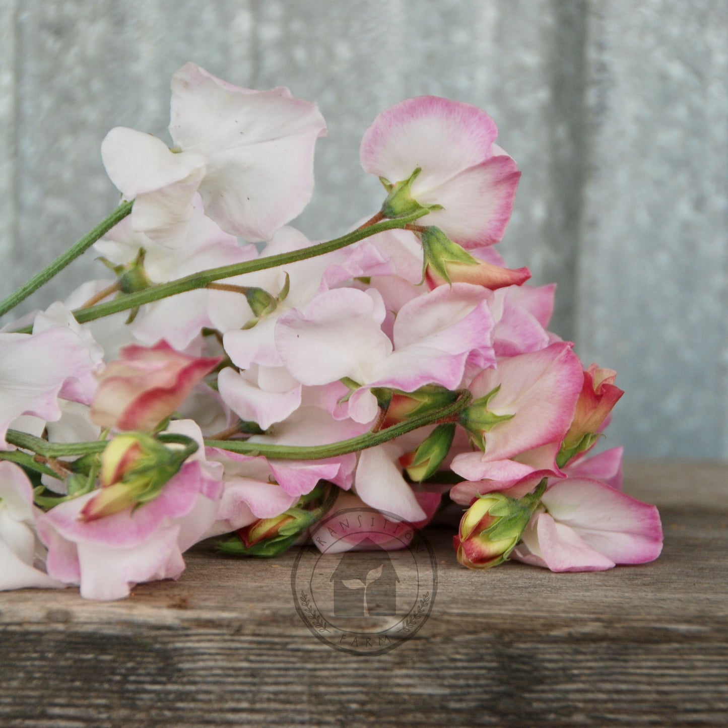 Sweet Pea 'High Society'