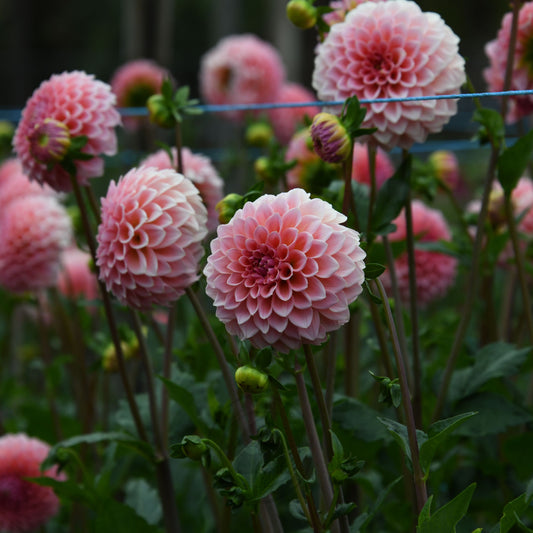 Dahlia 'Hillier Tanunda'