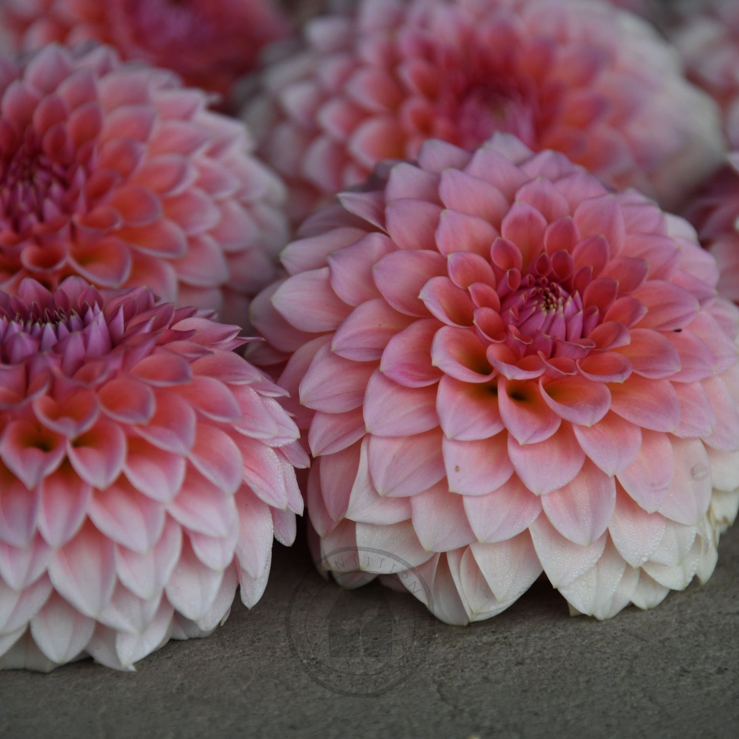 Dahlia 'Hillier Tanunda'