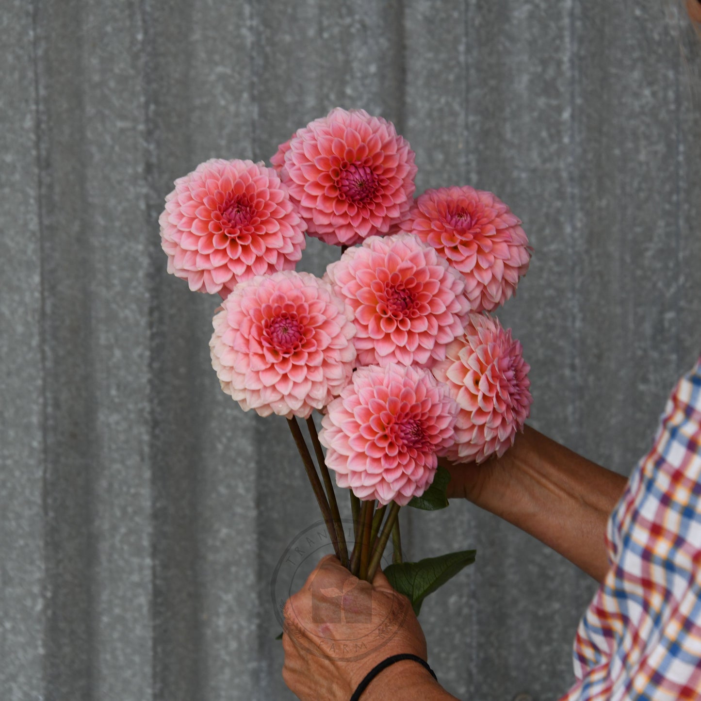 Dahlia 'Hillier Tanunda'