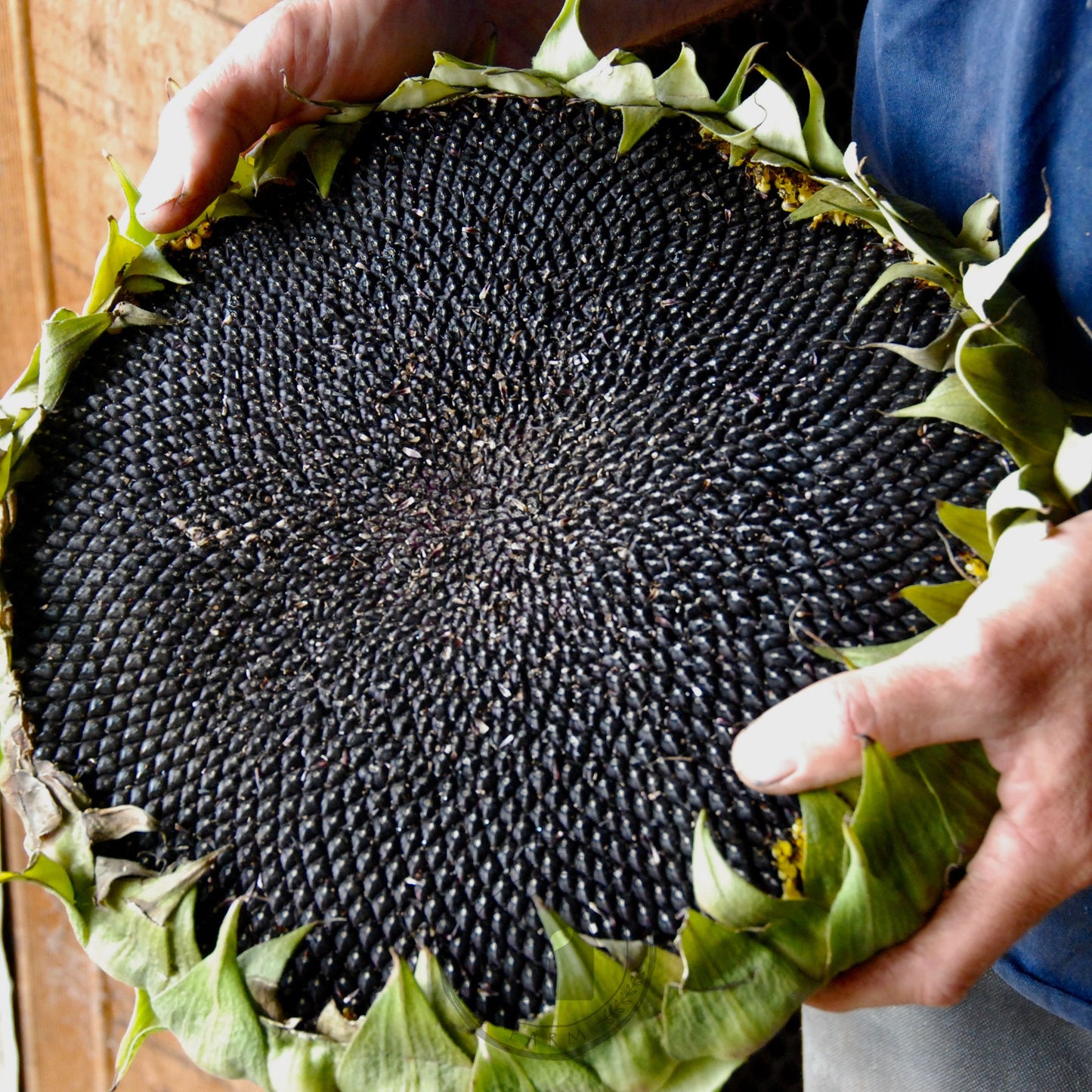 Sunflower 'Hopi Black'