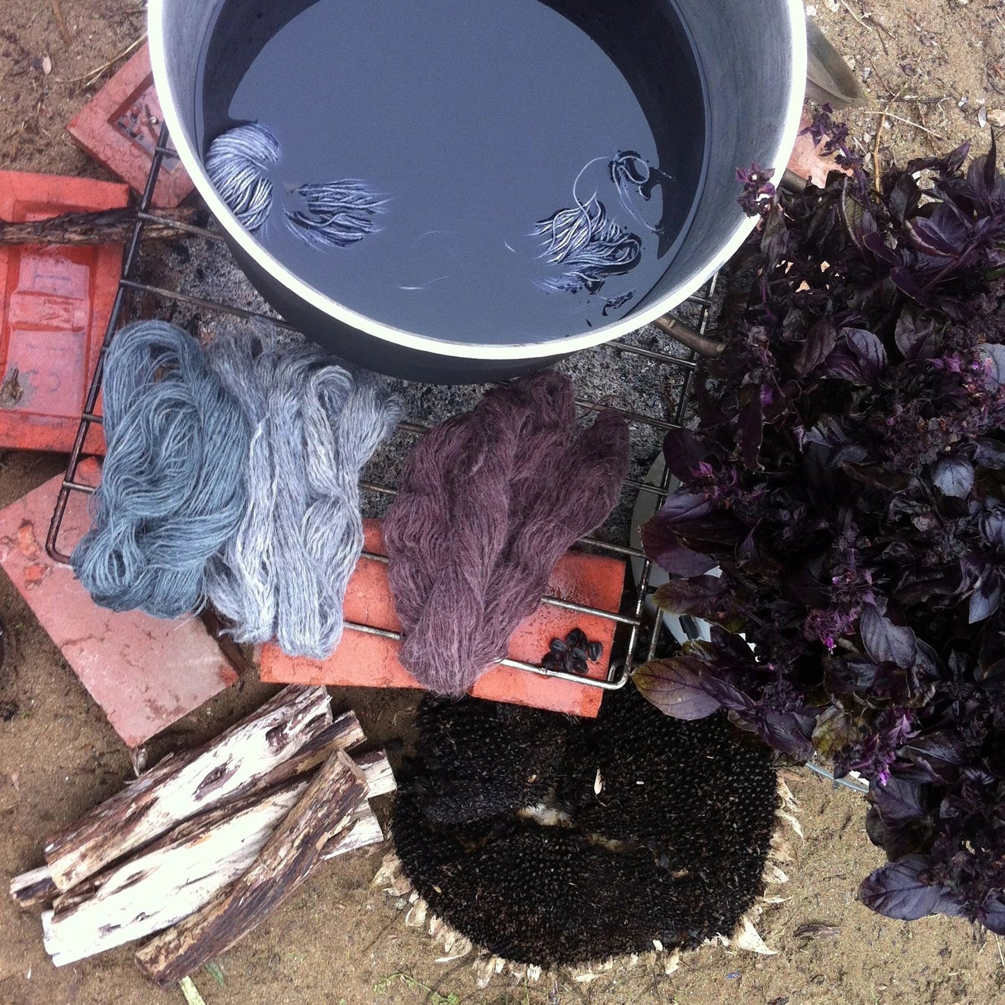 Sunflower 'Hopi Black'